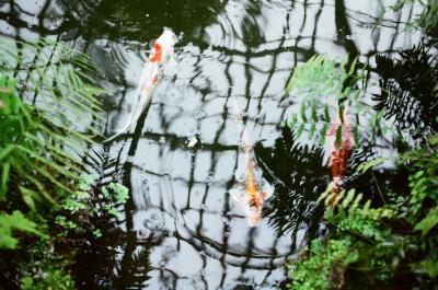 koi.jpg