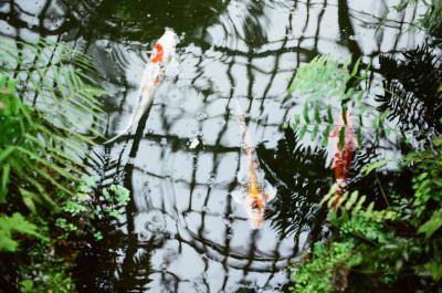 koi.jpg
